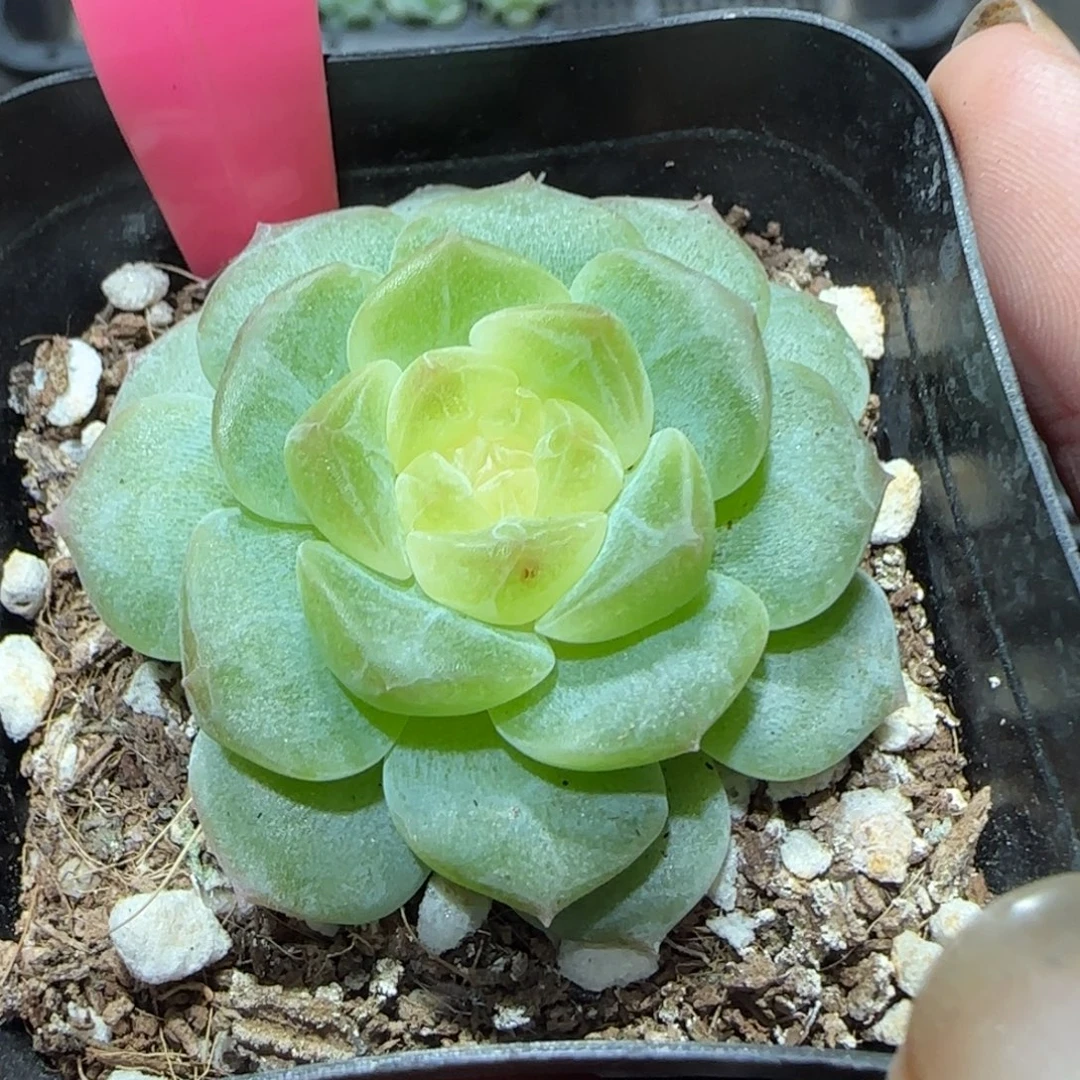 123满38包邮➗偏远发货后不退