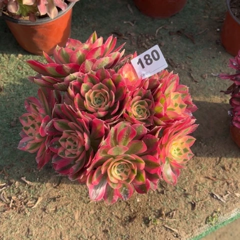 180粉女巫朵朵多肉，