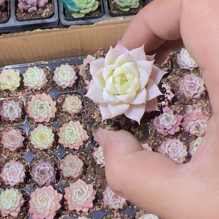 星影精品多肉植物