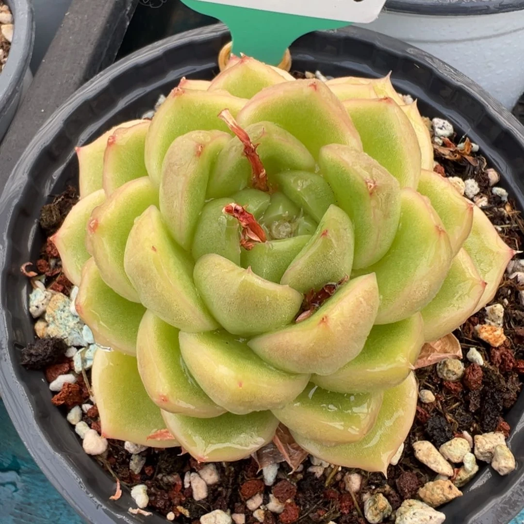 从前慢多肉精选编号0610.50