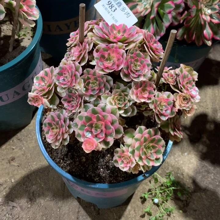 983倾城多肉植物特价