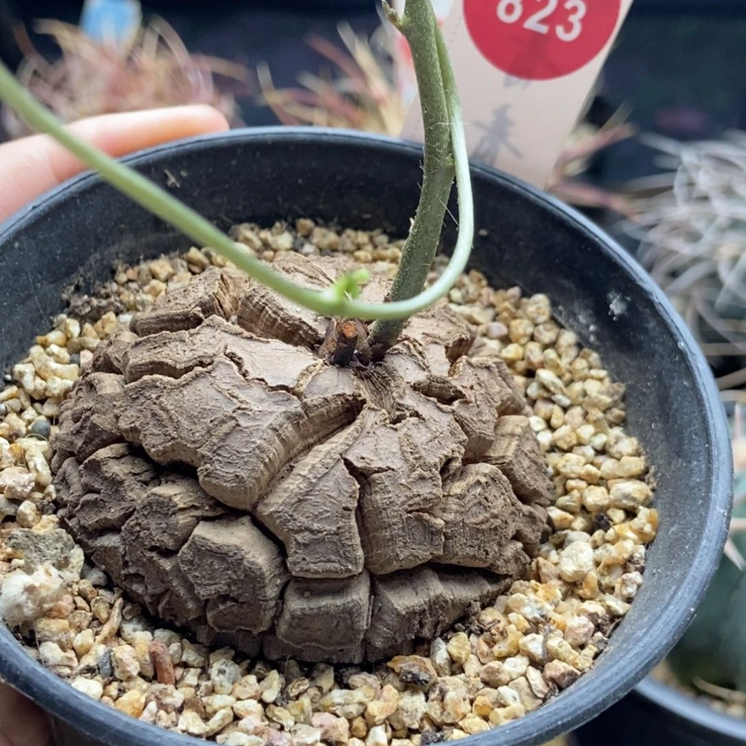 龟甲龙5.8cm一棵仙人球