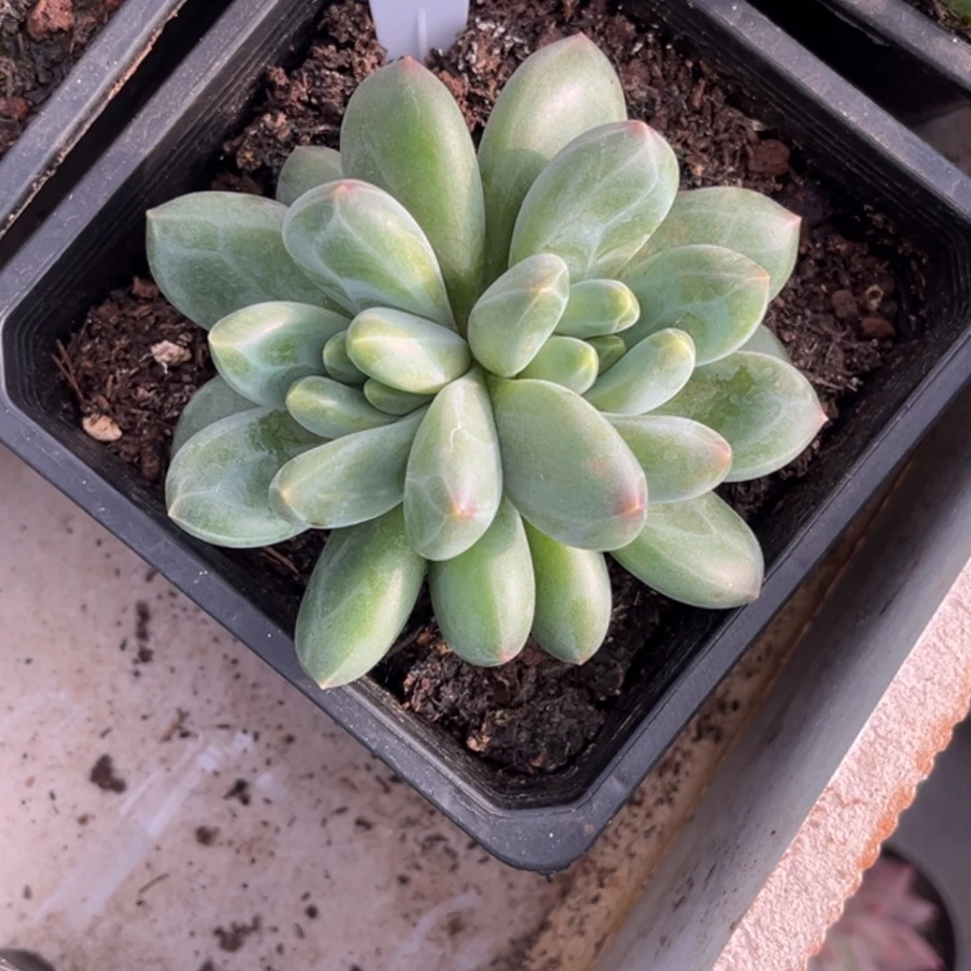 玄女多肉植物双头43