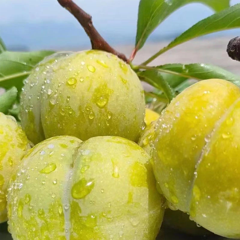 【京东包邮】正宗贵州六马蜂糖李脆甜多汁现摘现发保证六马源产地