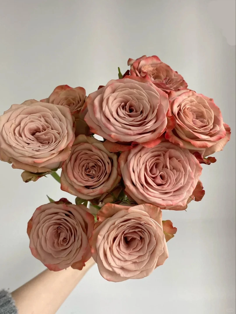 「曼曼」卡布奇诺15只➕5只防损  鲜花任意满两单包邮拒收不售后