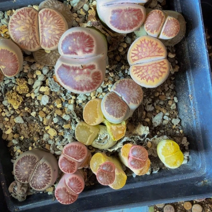 L****）多肉植物的生长发育和175