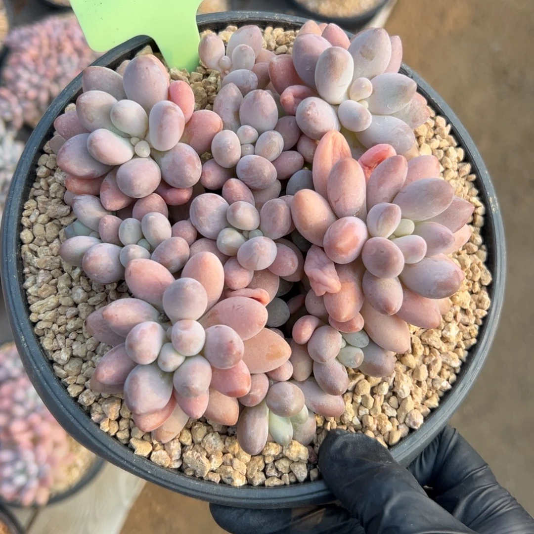 粉恋111111111111111