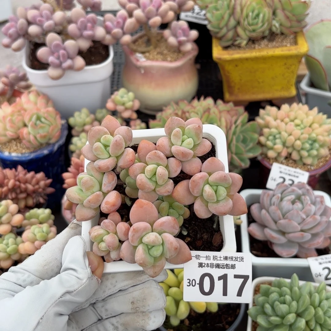 红洛神老桩多肉多肉