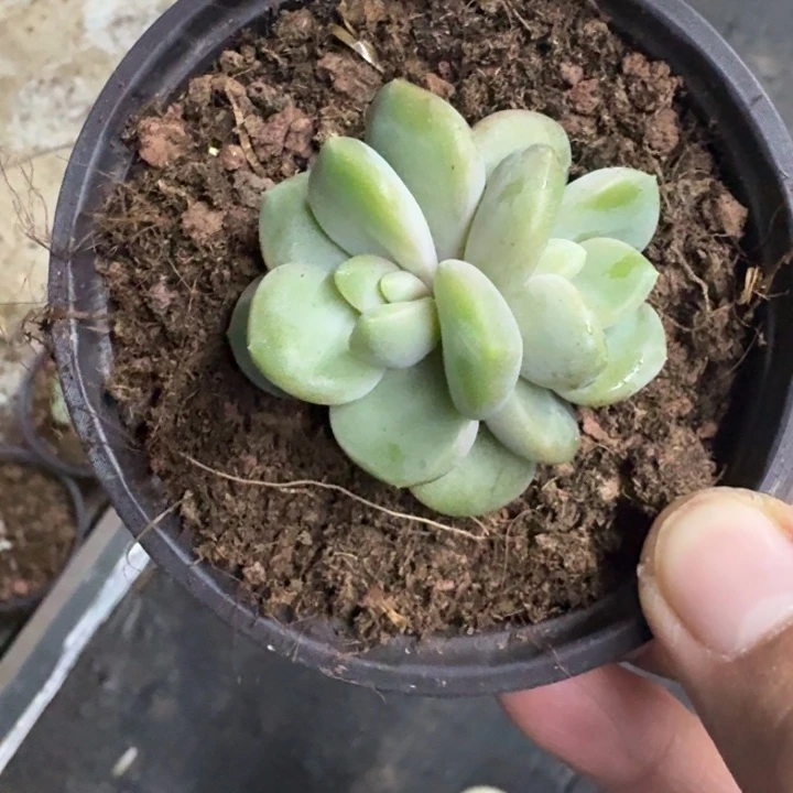 芒果冰 双头 一物一拍