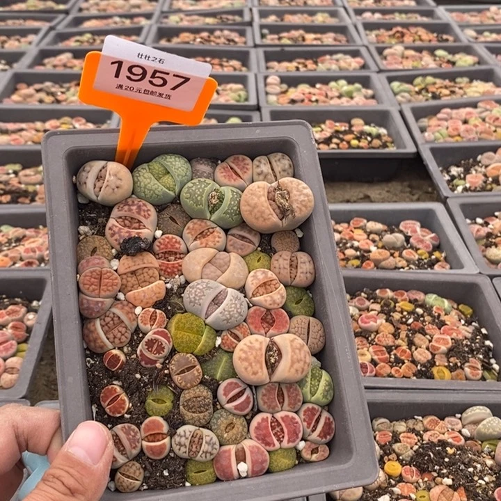 所**人1957生石花小苗