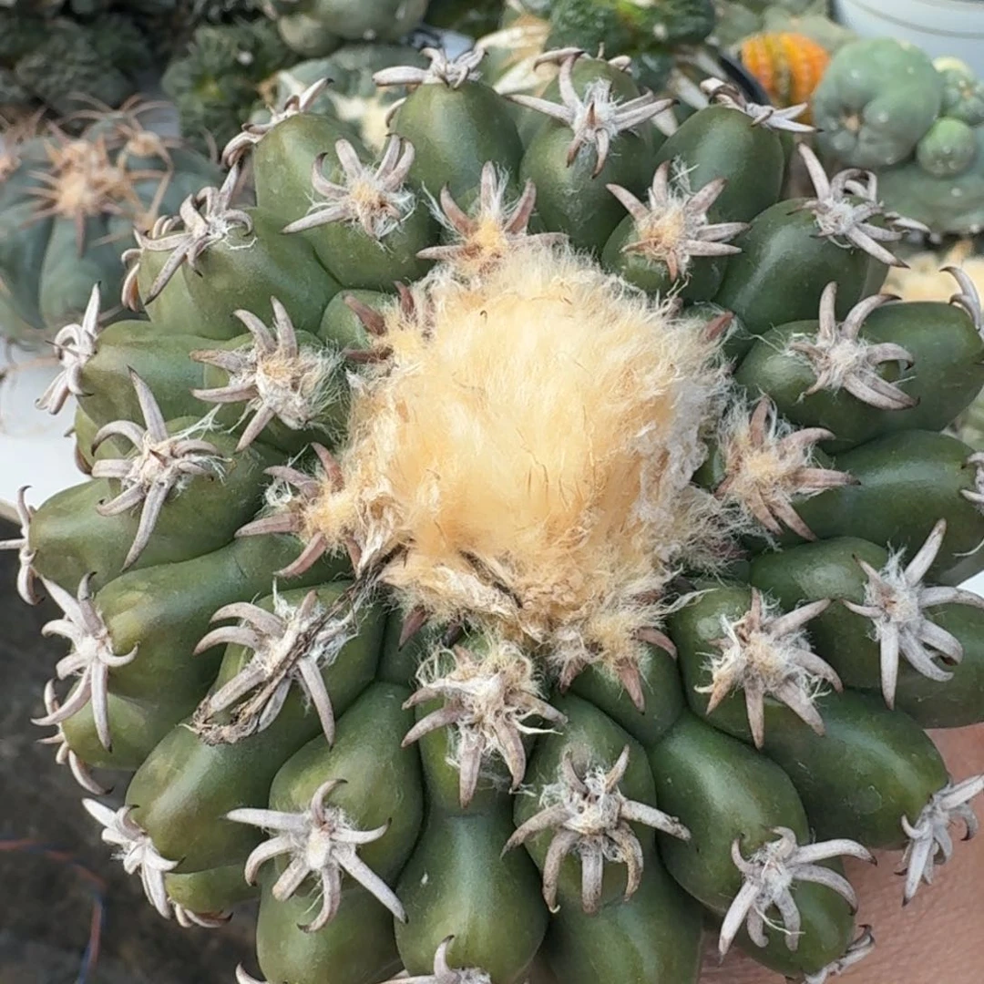 【闪购商品】十一公分猫爪圆盘玉苗接