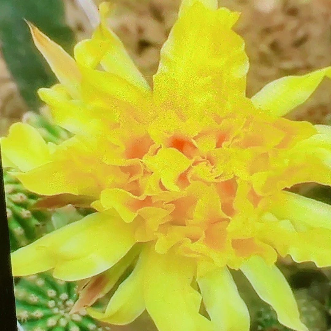 毛花柱 帕帕吉娜侧芽 满20包邮