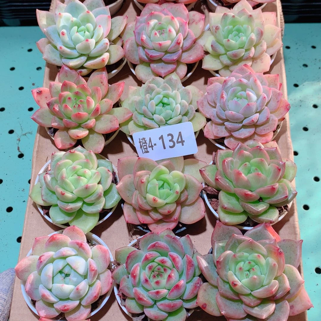 4-134一物一拍多肉带盆18颗