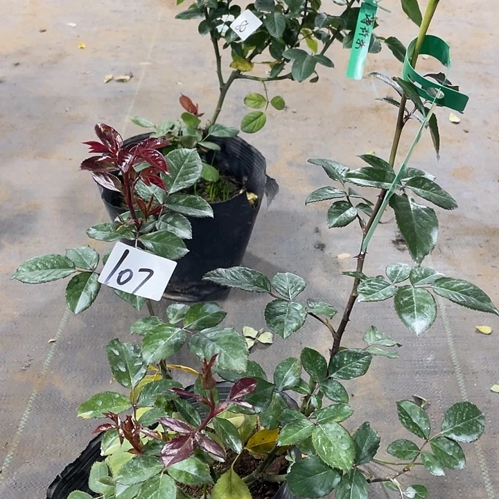 当前无花朵，栽培后可花朵107