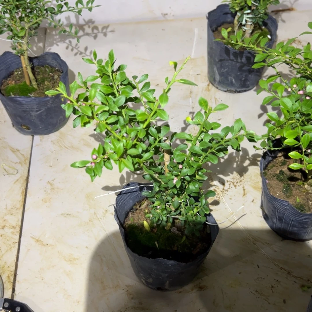 绿植盆栽植物花卉