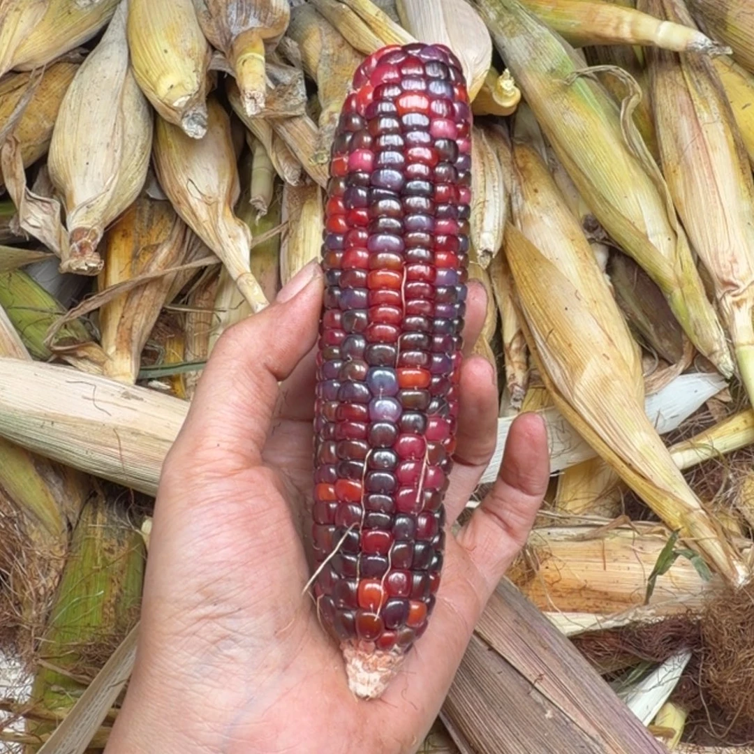 喵***米吊坠柏香籽/百香籽