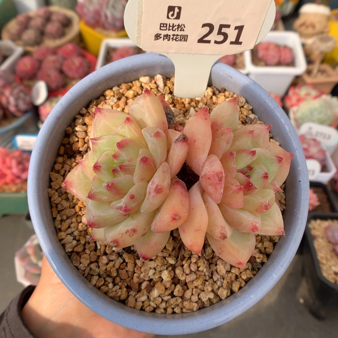 251双头白蜡糖多肉微瑕福利