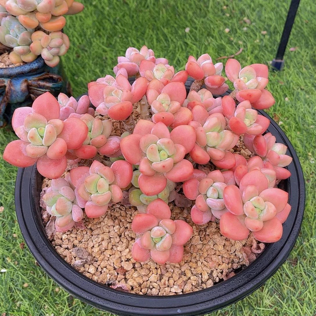 韩版樱花粉洛神多肉