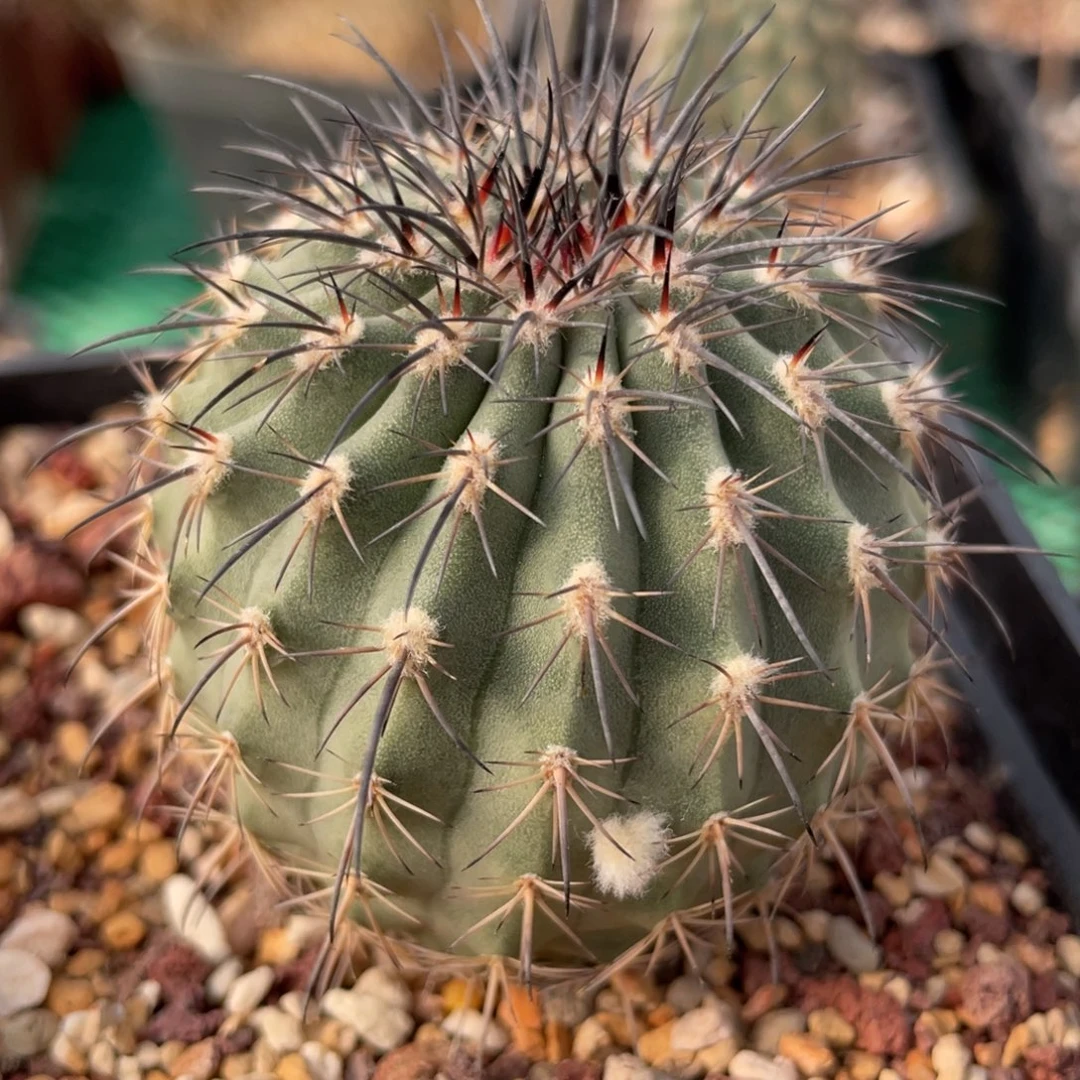 鹿角柱实生仙人球伊须罗玉