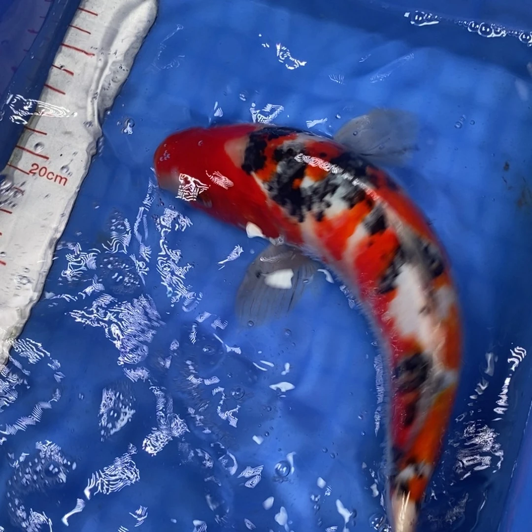 锦鲤冷水锦鲤包邮