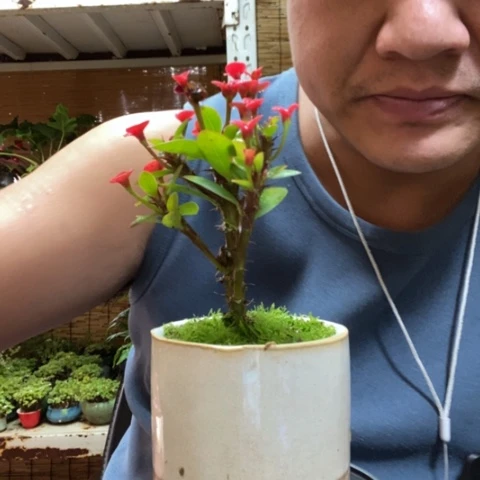 红陶一物一拍所见即所得119