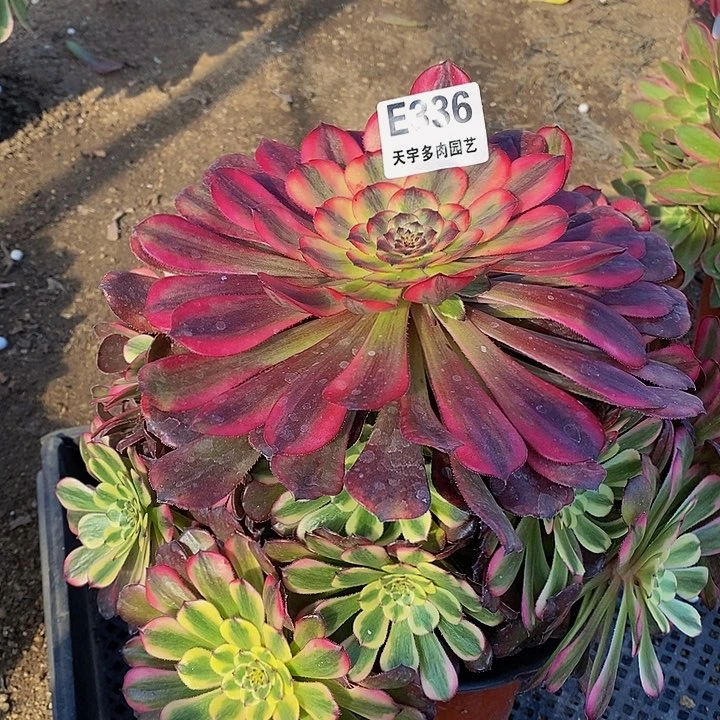 月蝉多肉植物336