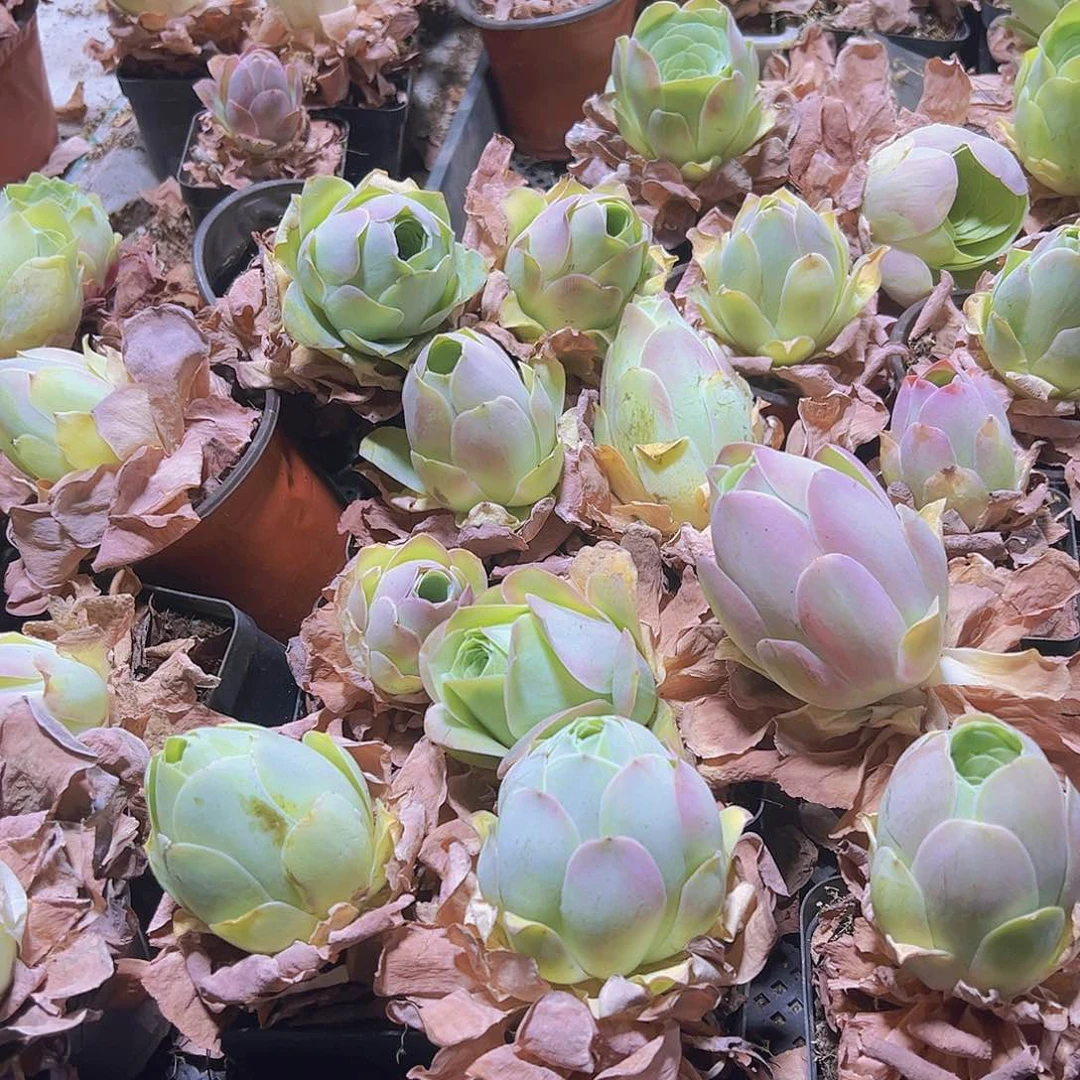 优先大粉桃十方盆2个