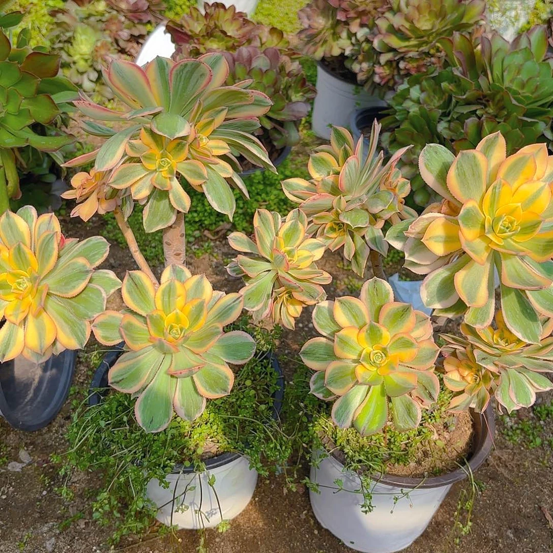 灿烂两颗多肉植物