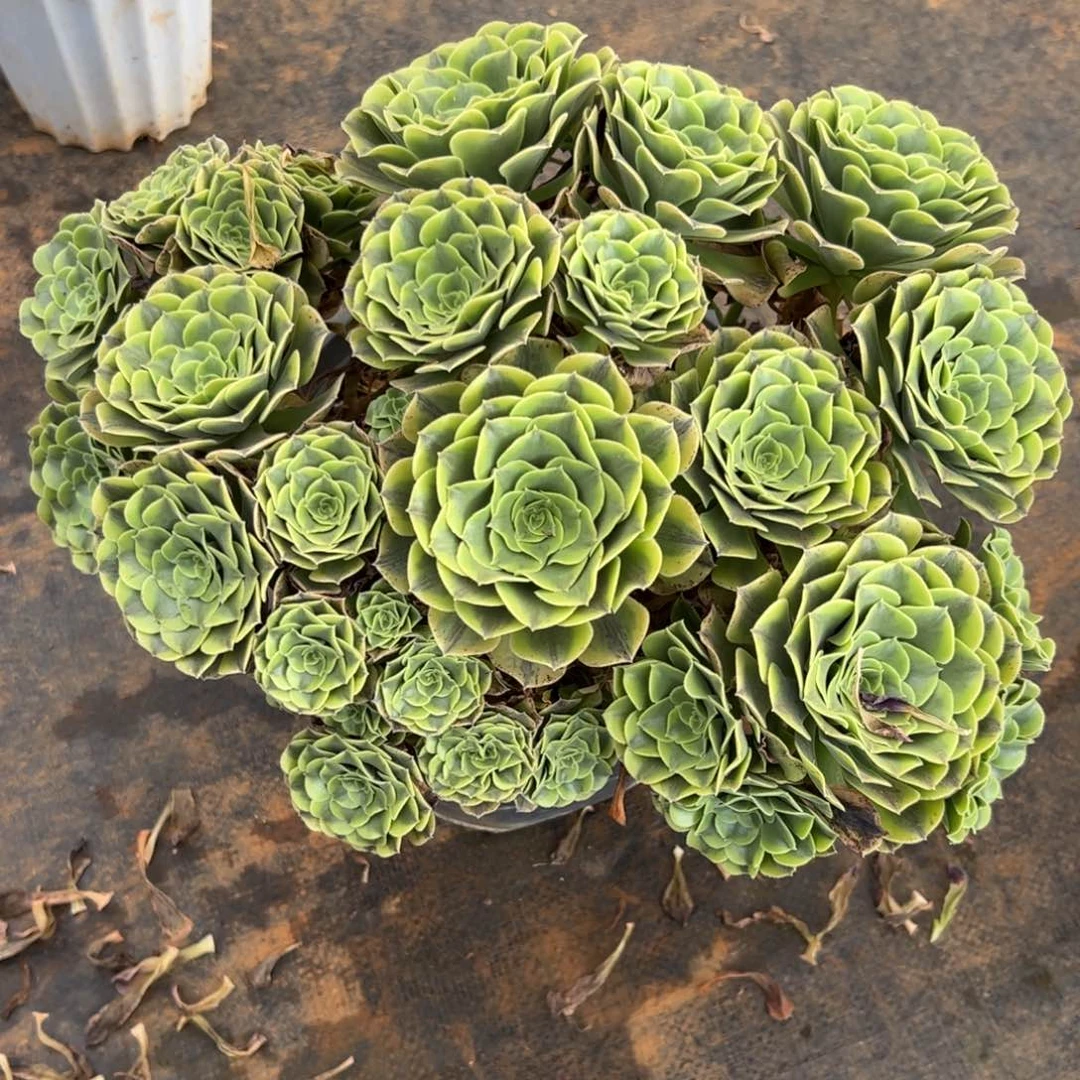美杜莎朵朵缀化丛林老桩