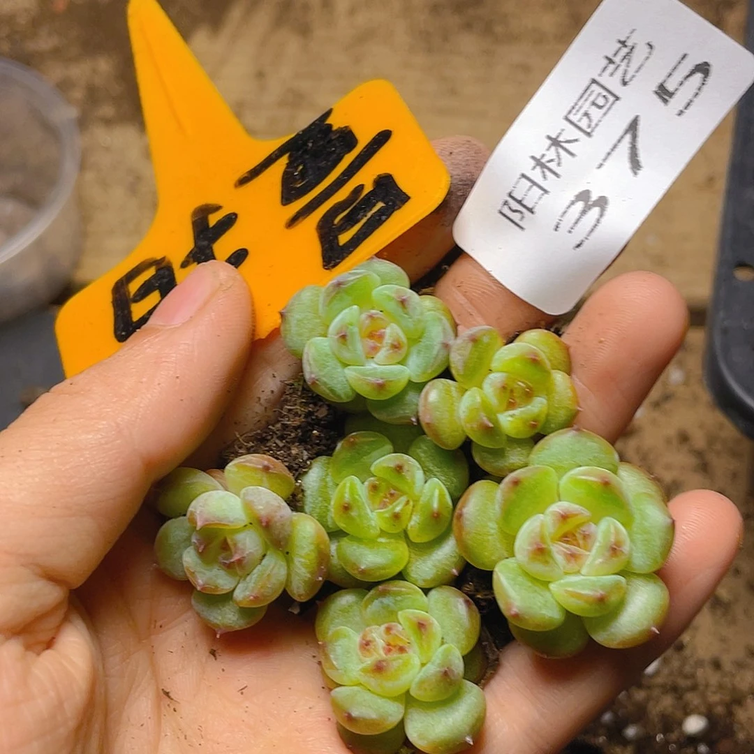 量拍多肉植物多肉植物375