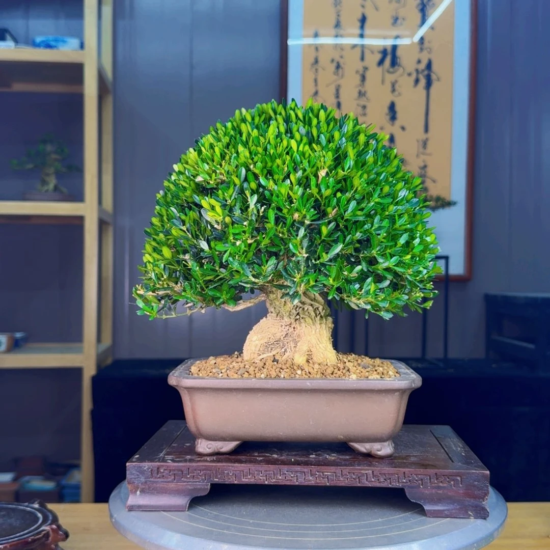 -***-无花朵凤尾黄杨 黄杨盆景