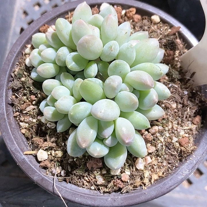 多肉植物明珠1084