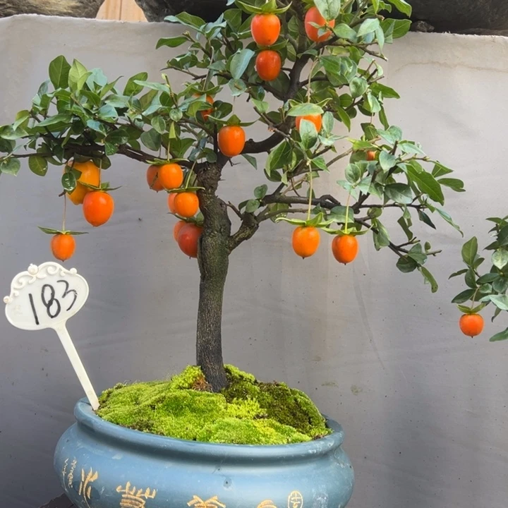 用***9无花朵金弹子盆景一物一拍