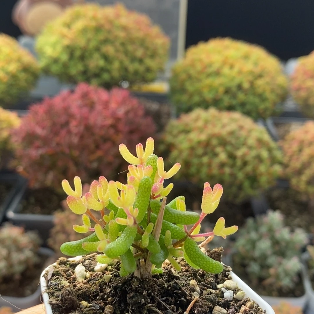 柠***冰飞机猪糖球锦2107枝干番杏