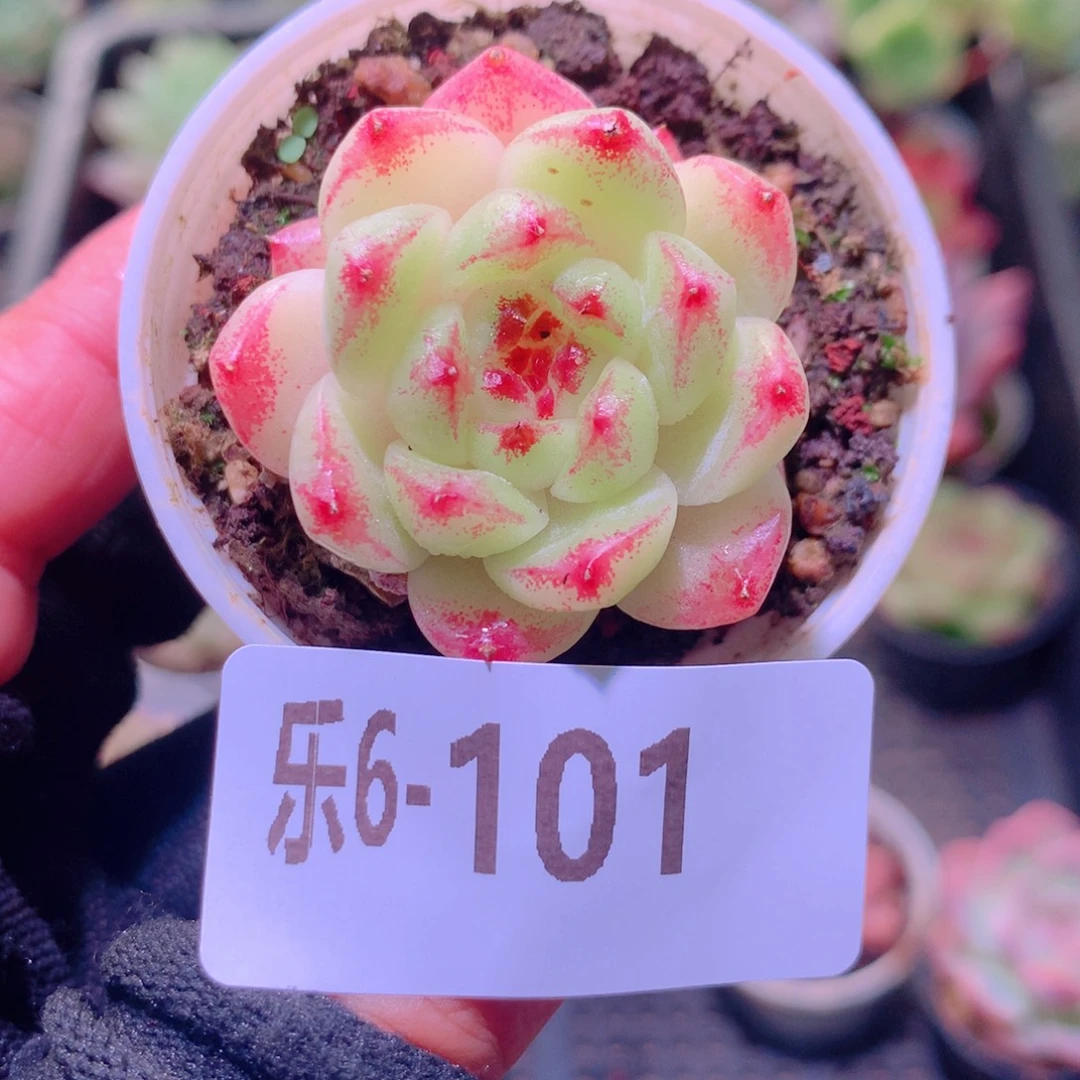 乐然 6-101 新品单头