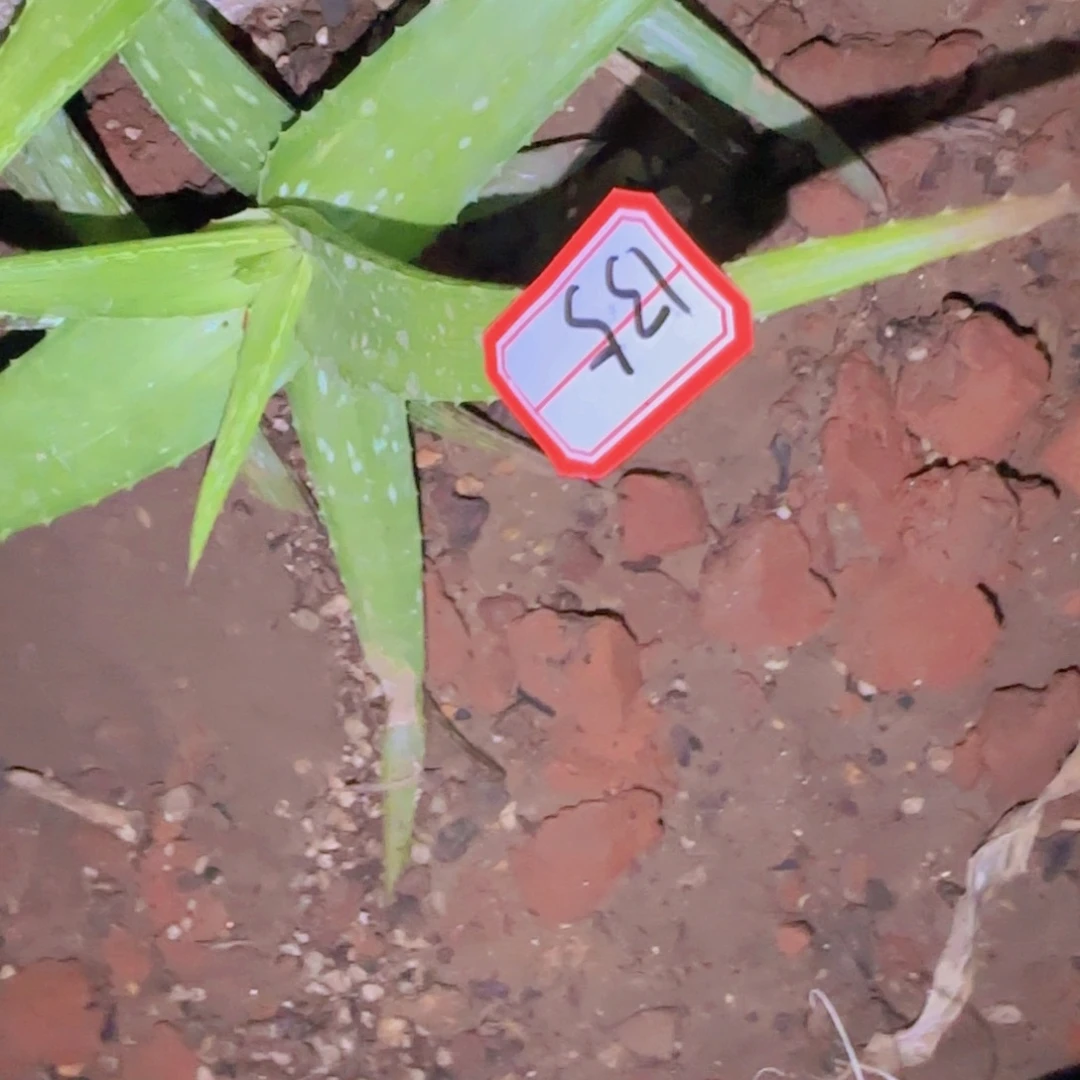 R****块根植物块根植物