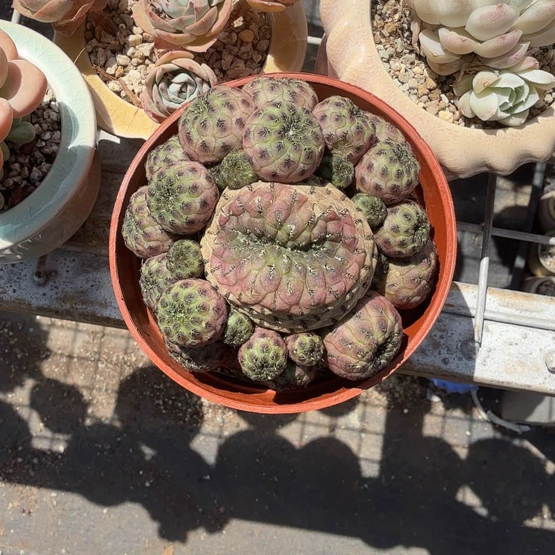 紫力丸多肉植物精品