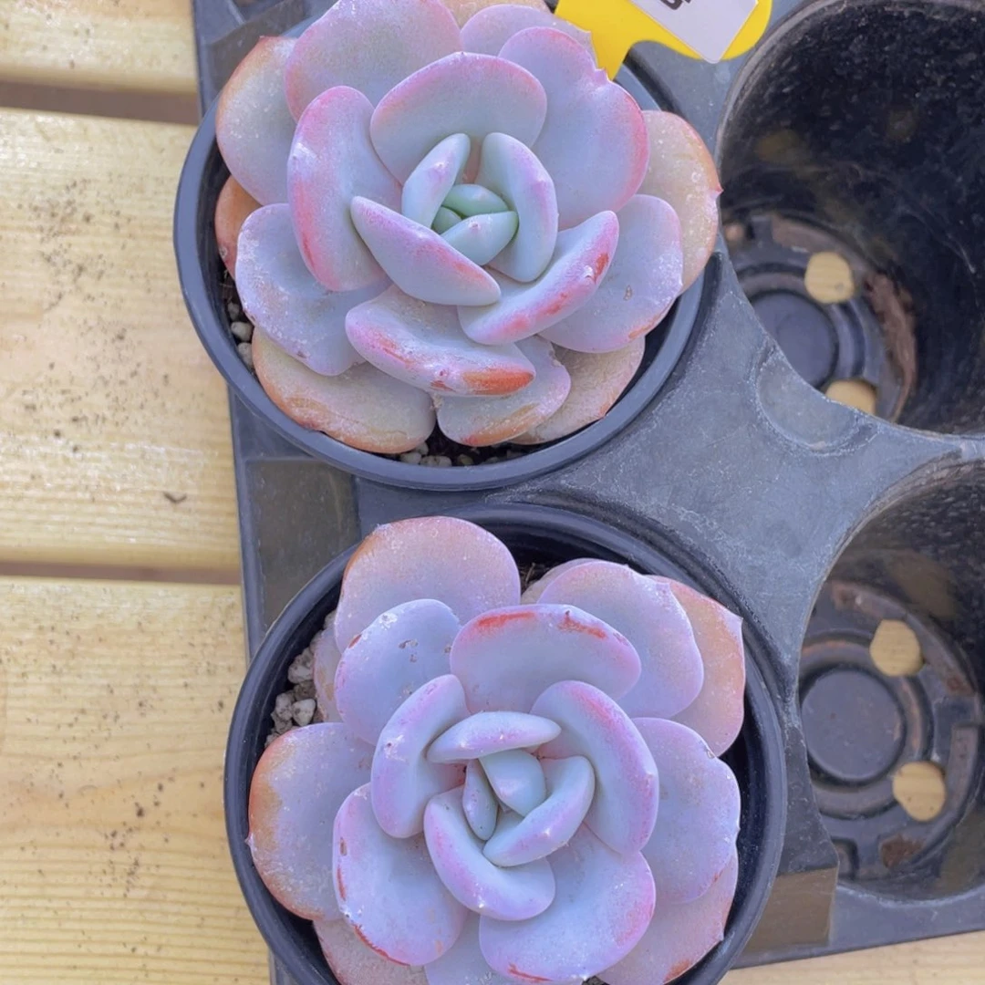 680号 正版韩版奶茶大单头一个