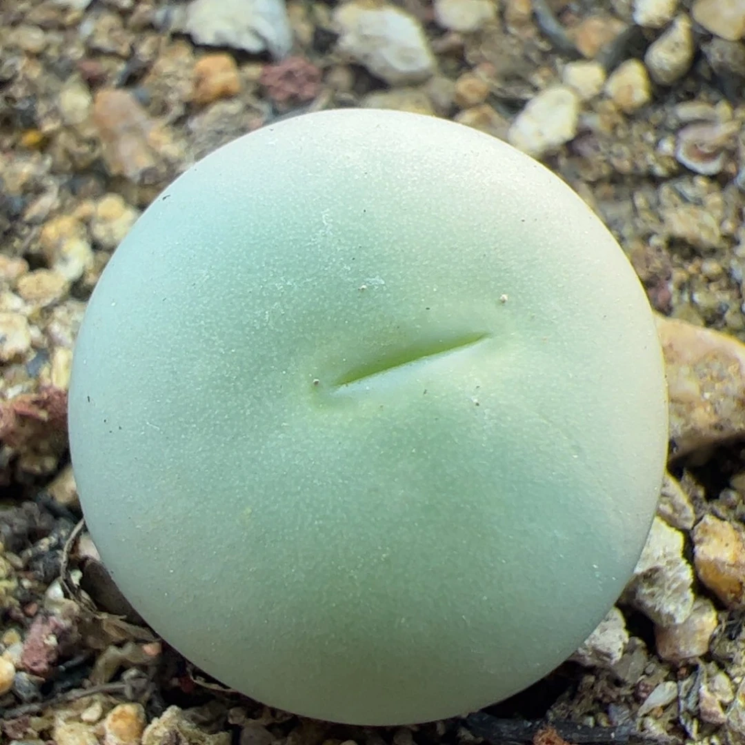 大家过年好22654