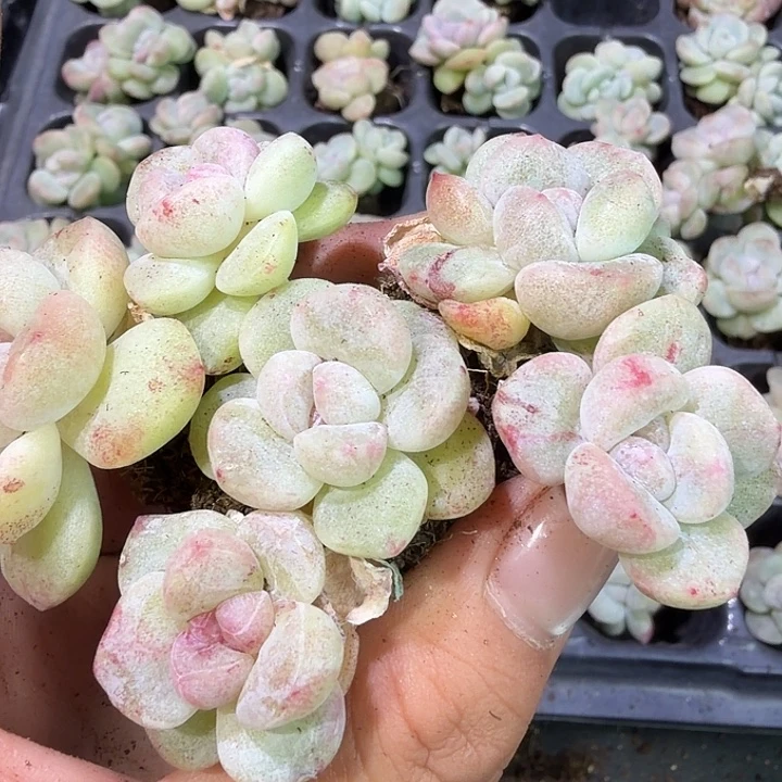 504号冰玉石化锦到手3颗