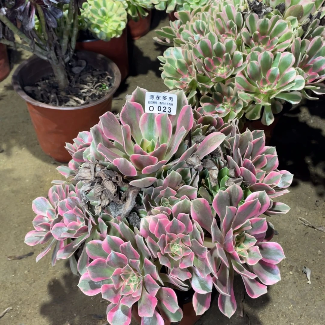 023爱女妖多肉法师断枝不包