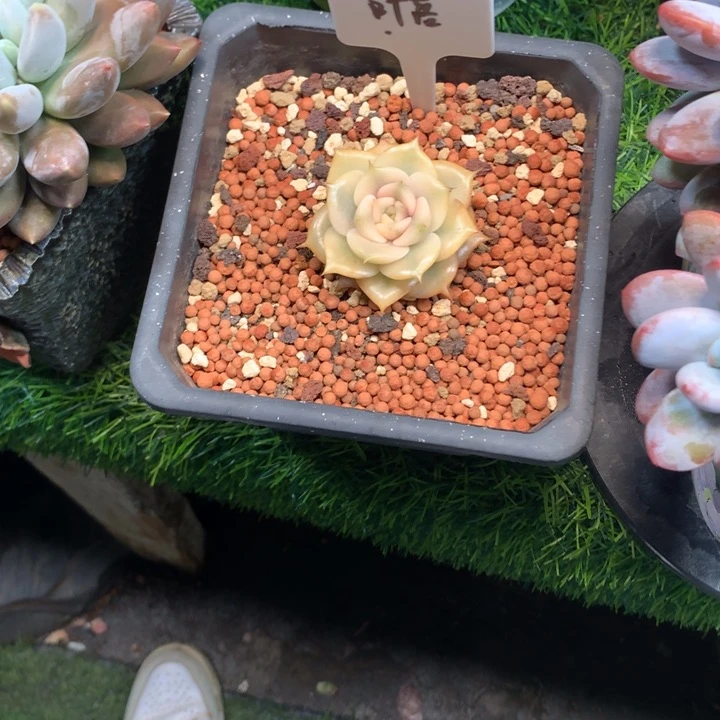 贝加尔湖锦单头多肉发货