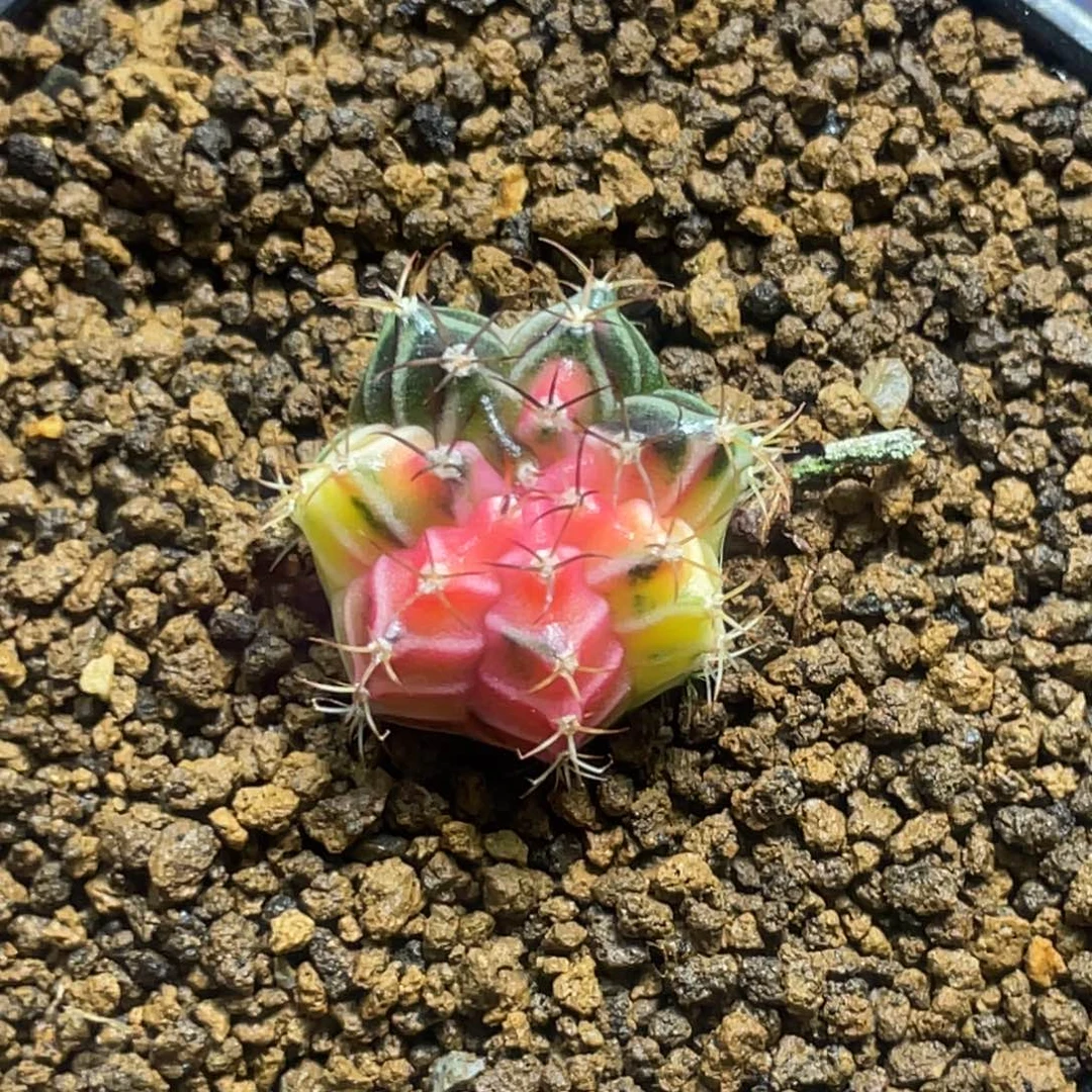 当前无花朵，栽培后可花朵日落
