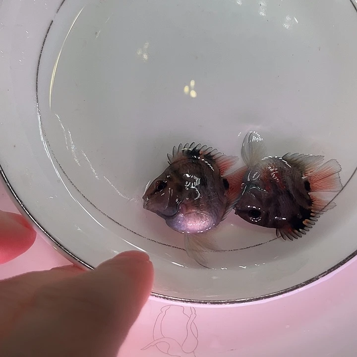 鹦鹉鱼迷你鹦鹉鱼摩卡