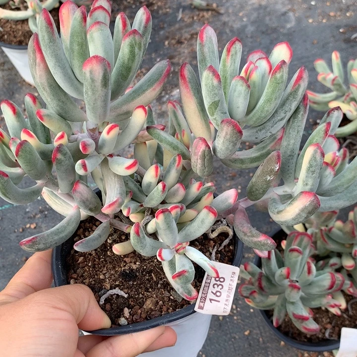 *****无花朵帮叶福娘锦1638