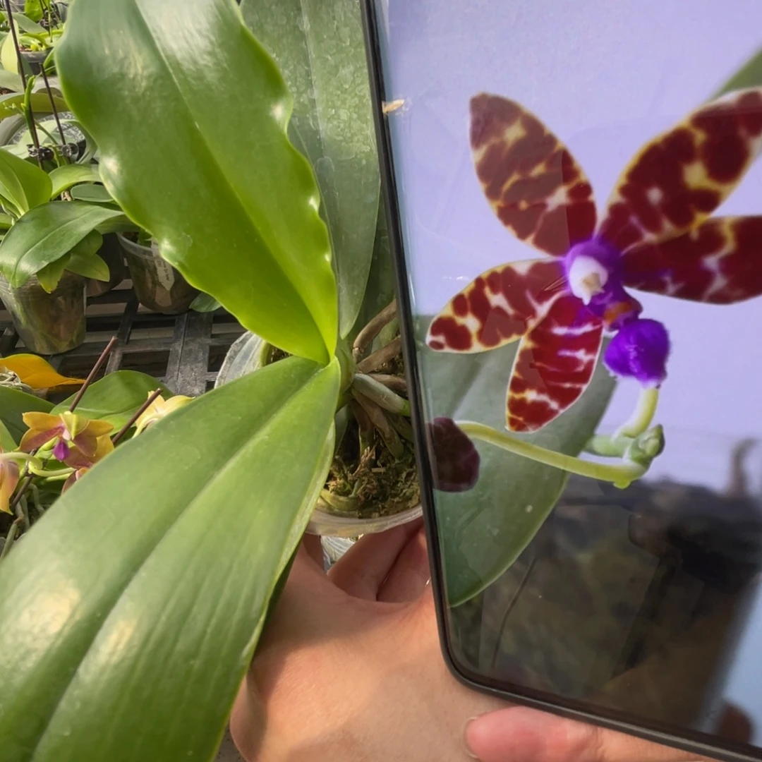 完全开放SWR巴氏-895