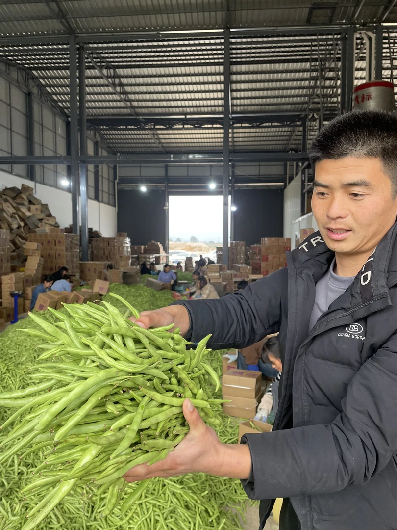 云南高山露天四季豆新鲜现摘蔬菜无筋刀豆整箱应季芸豆批发
