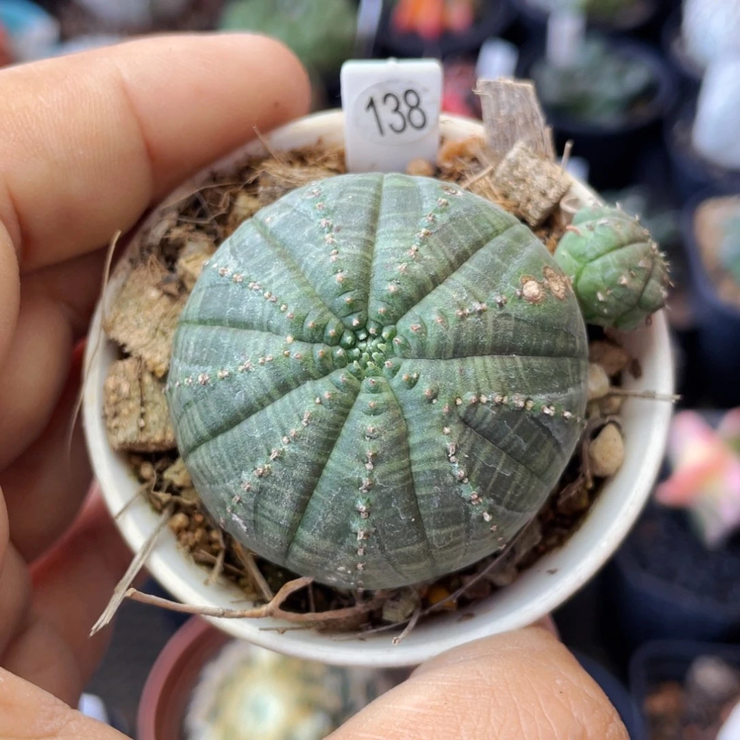 仙人球满28包邮盆口径5公分欧布主头4.3公分