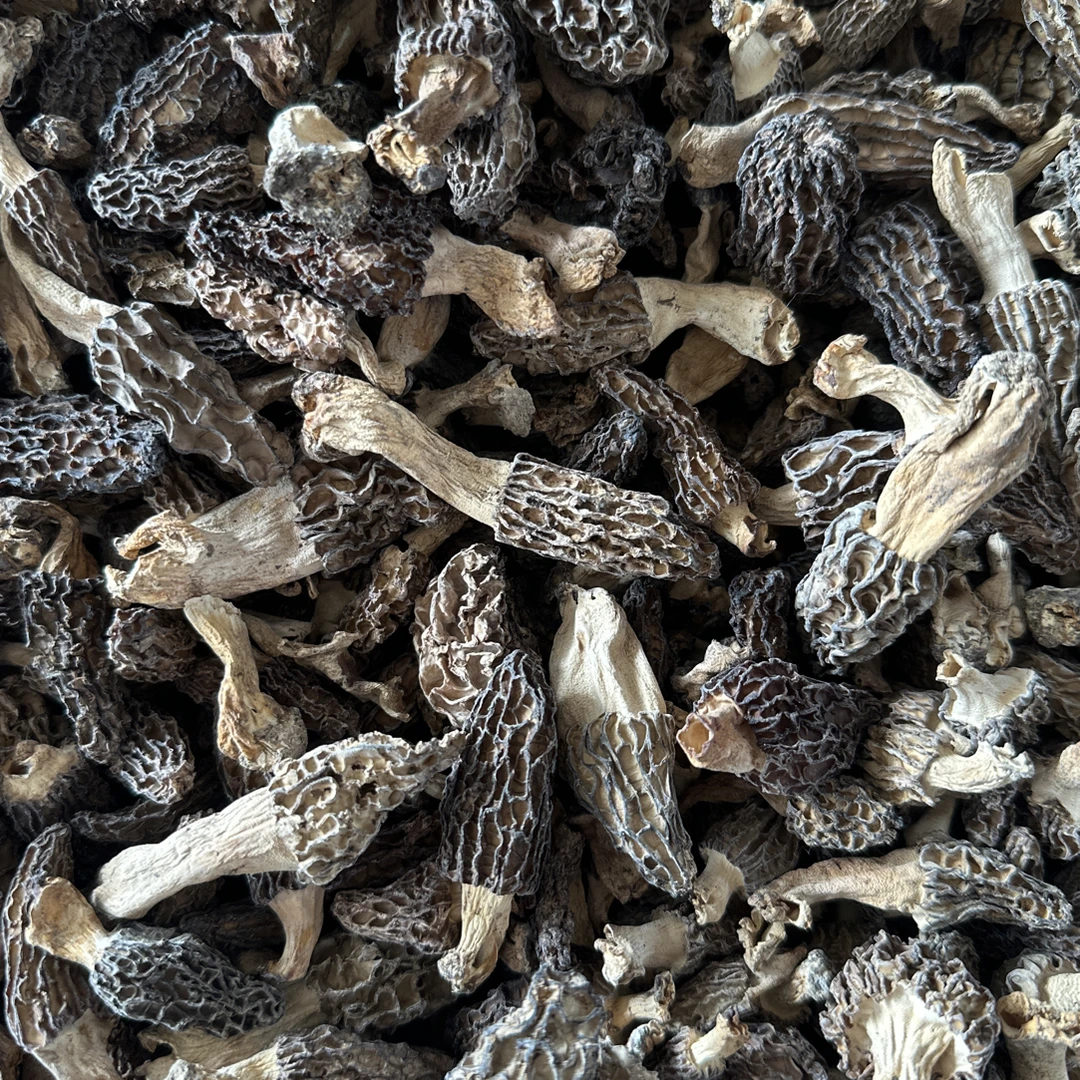 高原野生羊肚菌。