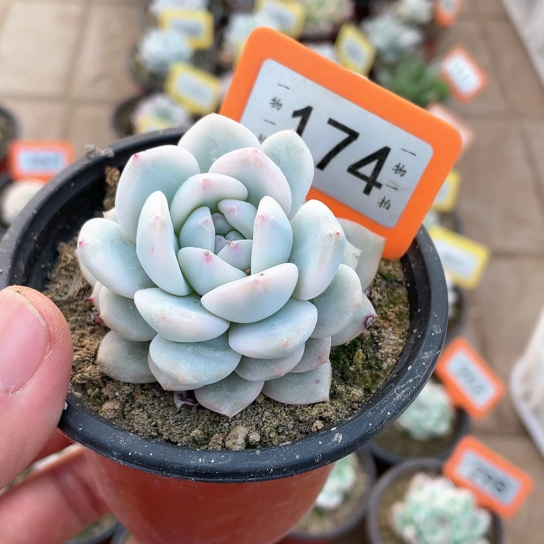 【闪购商品】174号